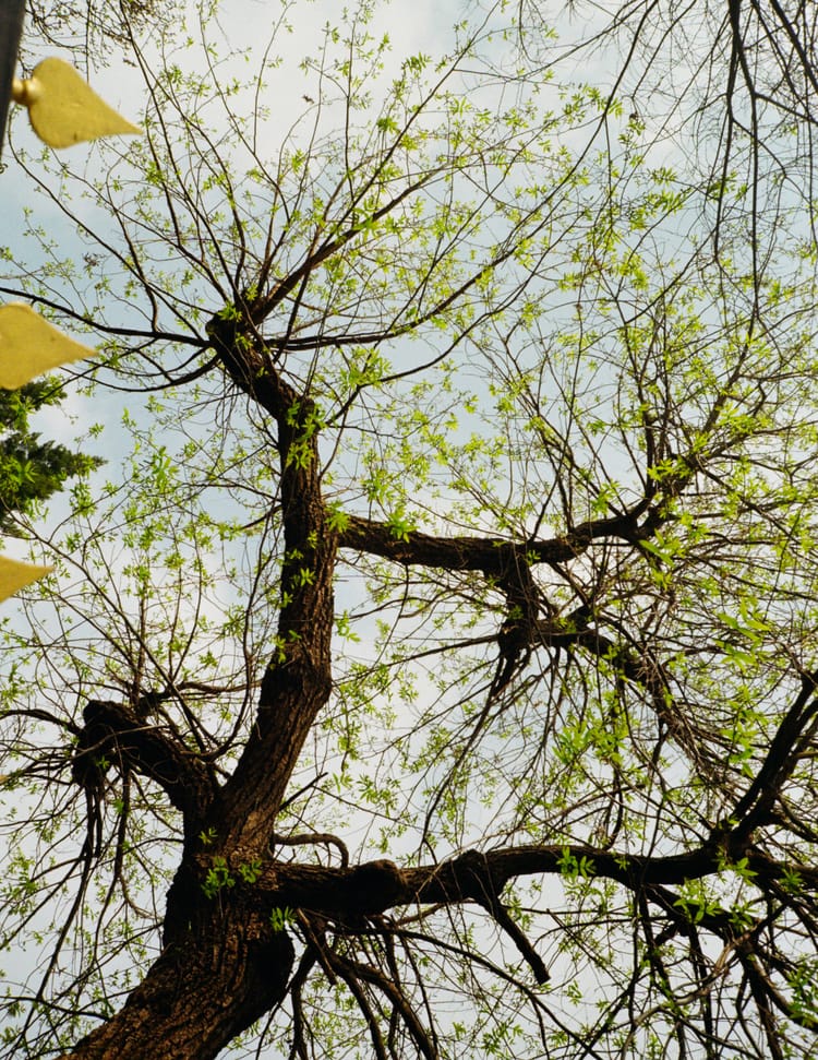 不要在春天自杀